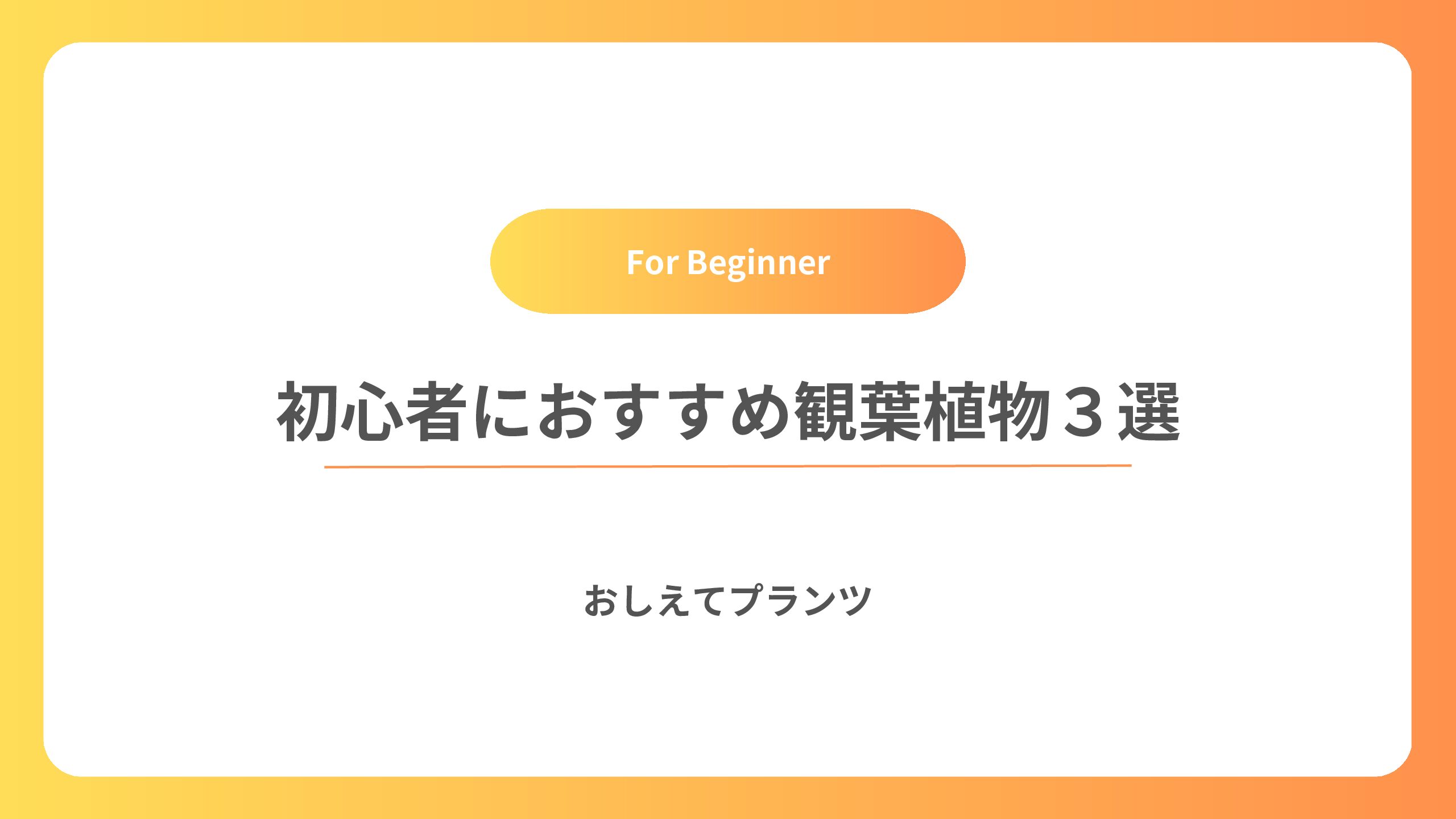 初心者でも育てやすいおすすめの観葉植物